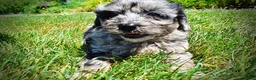 Havapoo dogs for sale: Indy - Ad 10