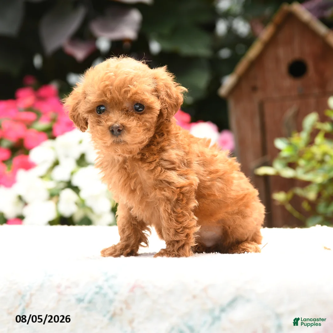 Havapoo dogs for sale: Rover - Ad 3