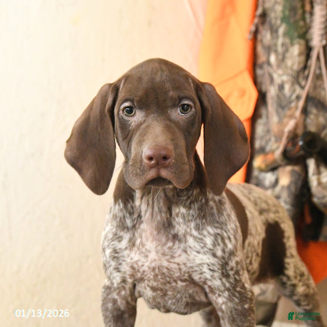 German Shorthaired Pointer dogs for sale: Honey - Ad 2
