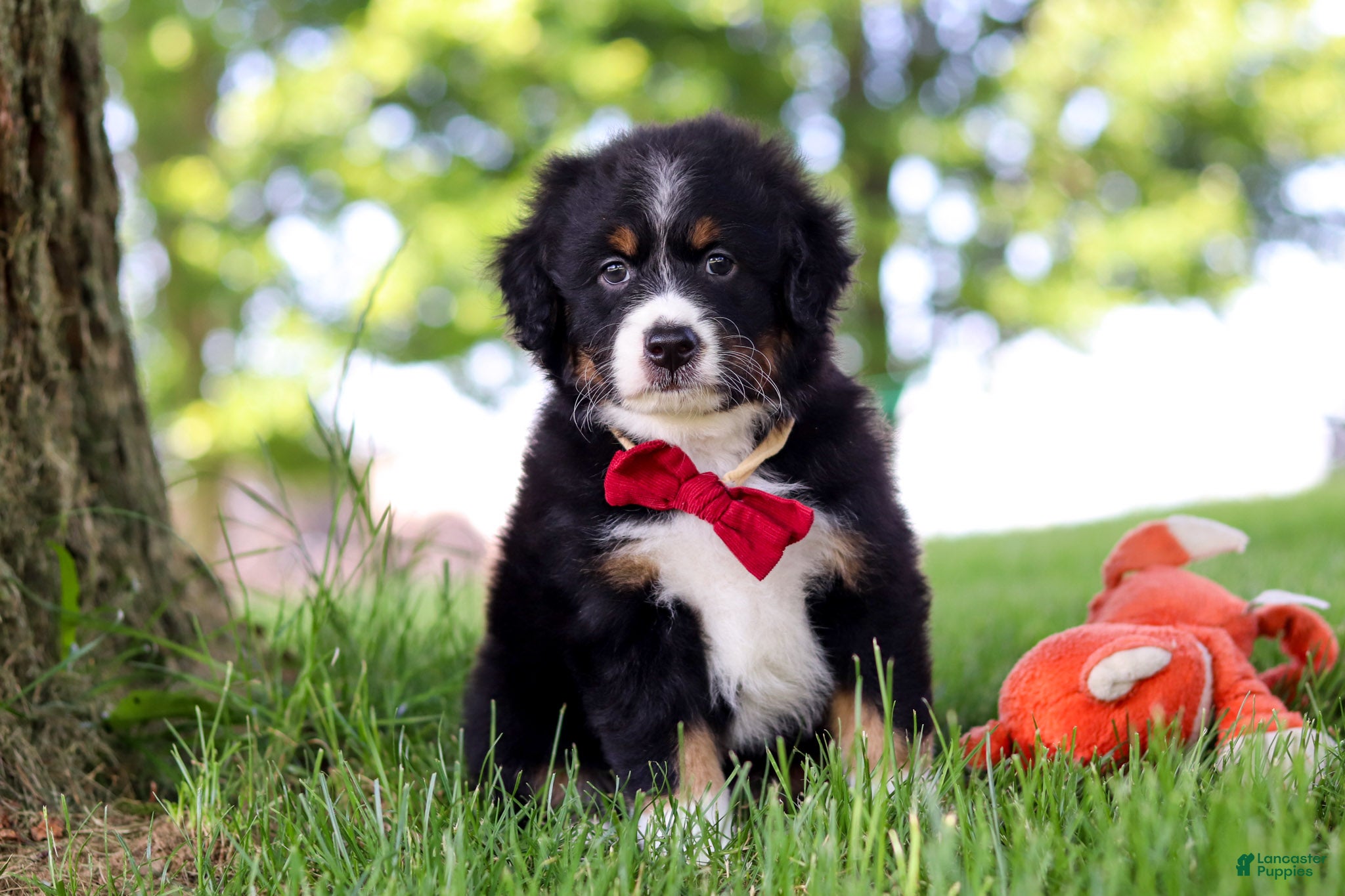 Mini Bernedoodle dogs Grasshopper - Ad 1