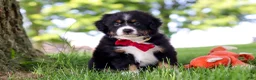 Mini Bernedoodle dogs for sale: Grasshopper - Ad 1