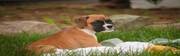 Boxer dogs for sale: Gemma - Ad 3