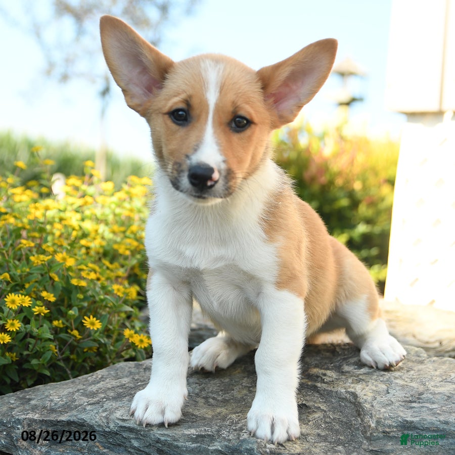 Welsh Corgi Pembroke dogs Oliver - Ad 1