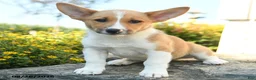 Welsh Corgi Pembroke dogs for sale: Oliver - Ad 1