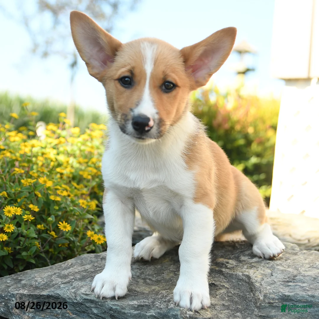 Welsh Corgi Pembroke dogs for sale: Oliver - Ad 1