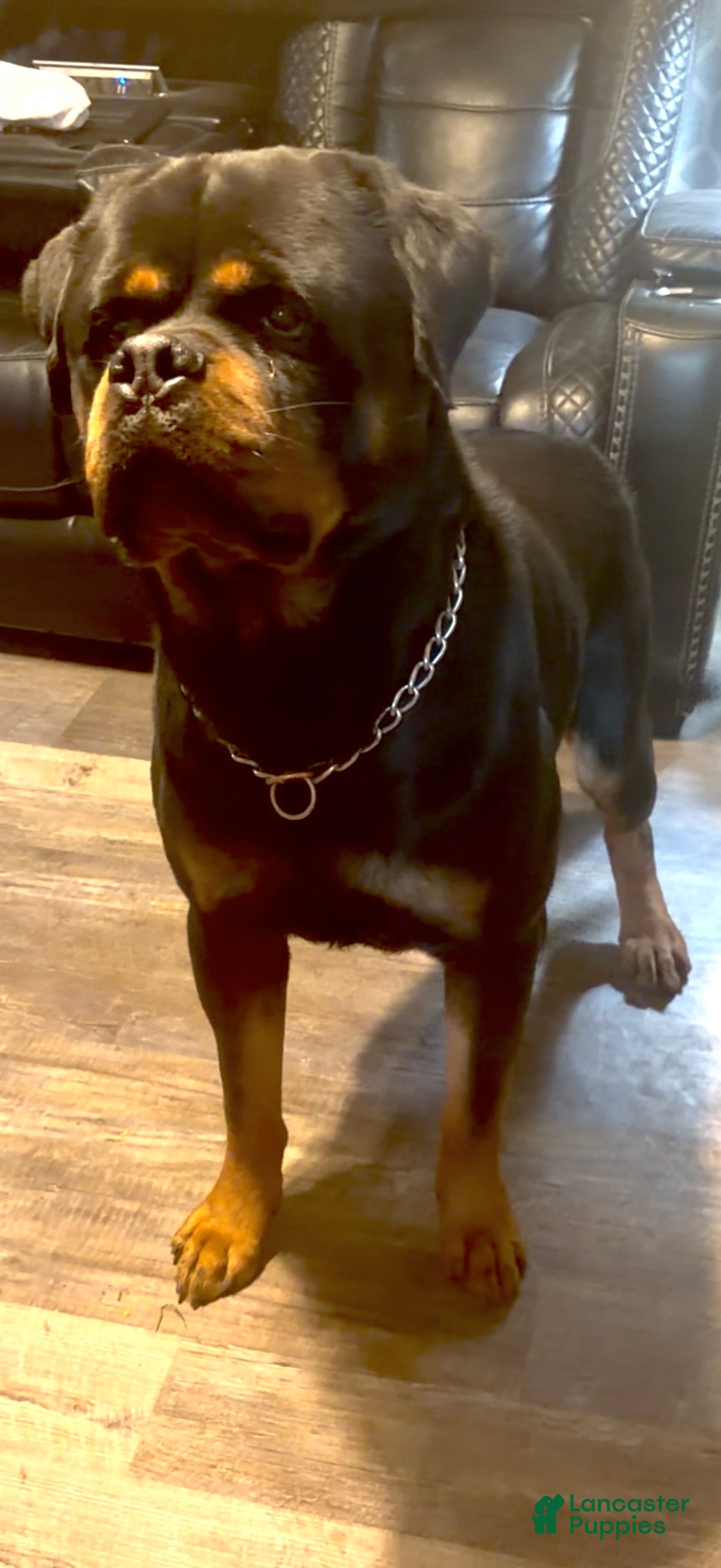 Rottweiler dogs for stud: XXL RMD - DoNeY UNO  - Ad 2