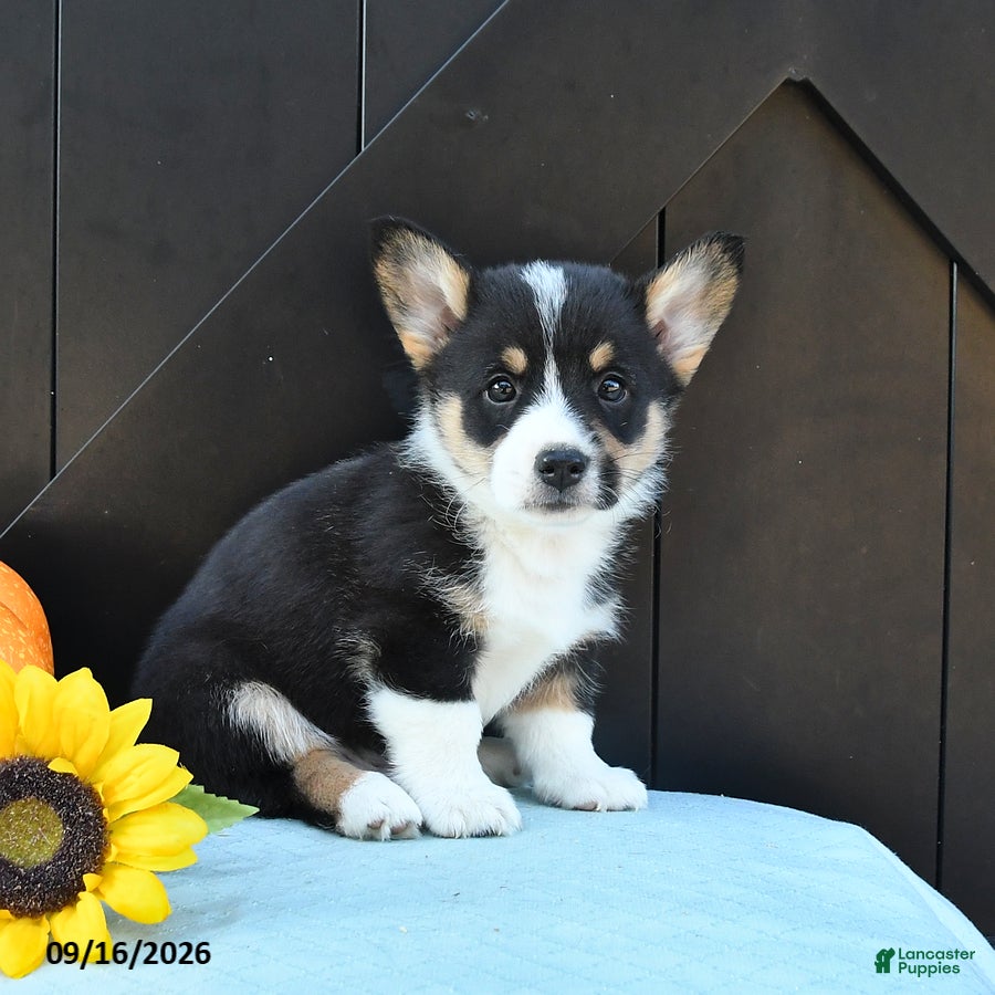 Welsh Corgi Pembroke dogs Hue - Ad 1