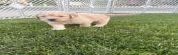 Goldendoodle dogs for sale: Tater - Ad 2
