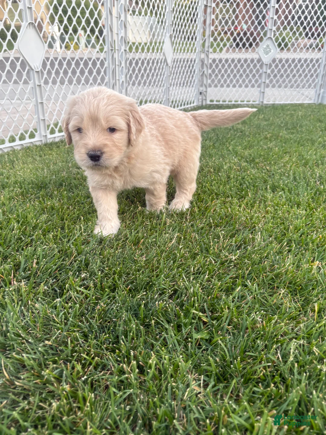Goldendoodle dogs for sale: Tater - Ad 2