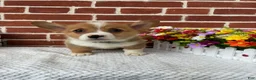 Welsh Corgi Pembroke dogs for sale: Bruno - Ad 3