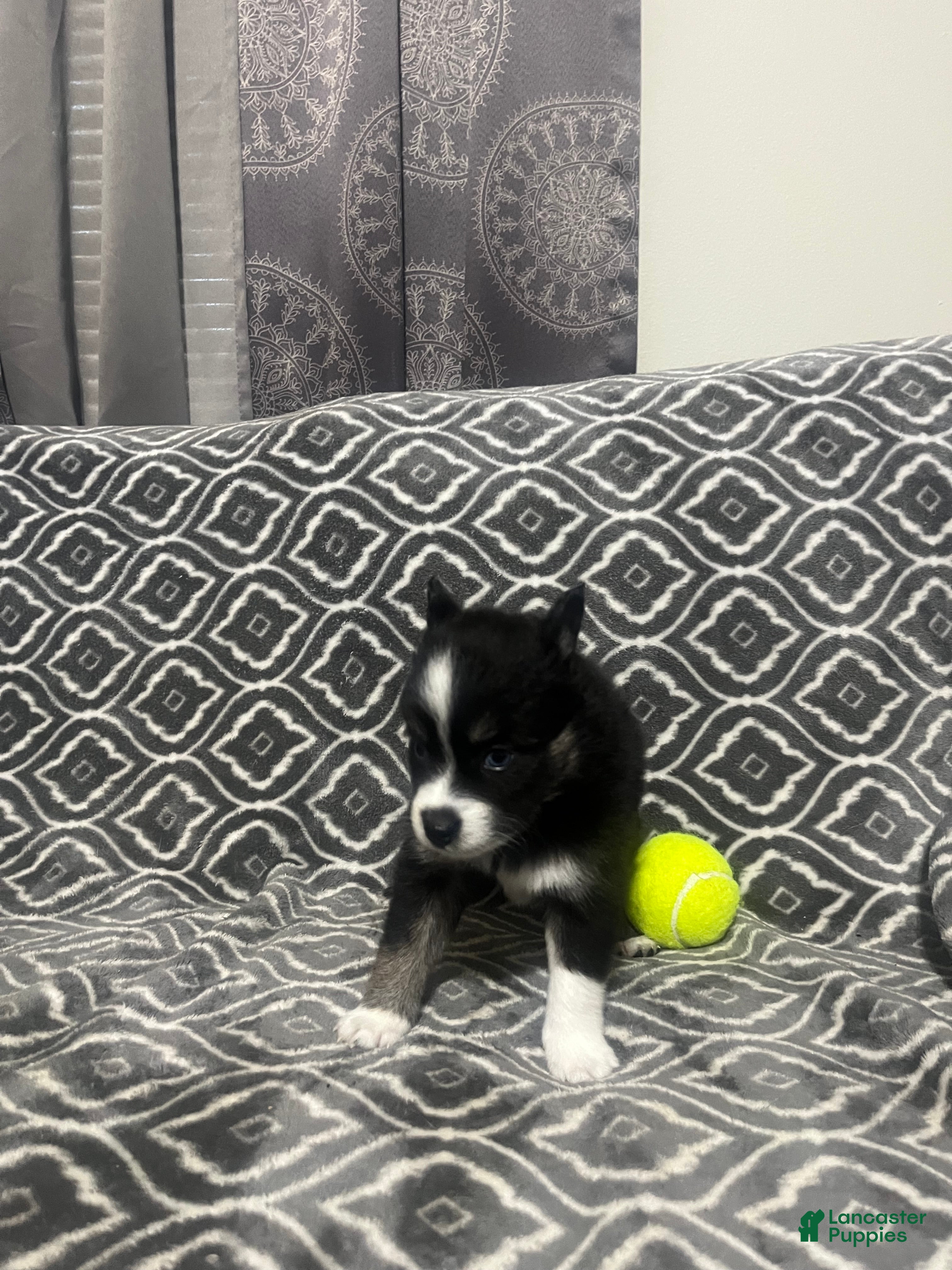 Pomsky dogs for sale: Doll  - Ad 3