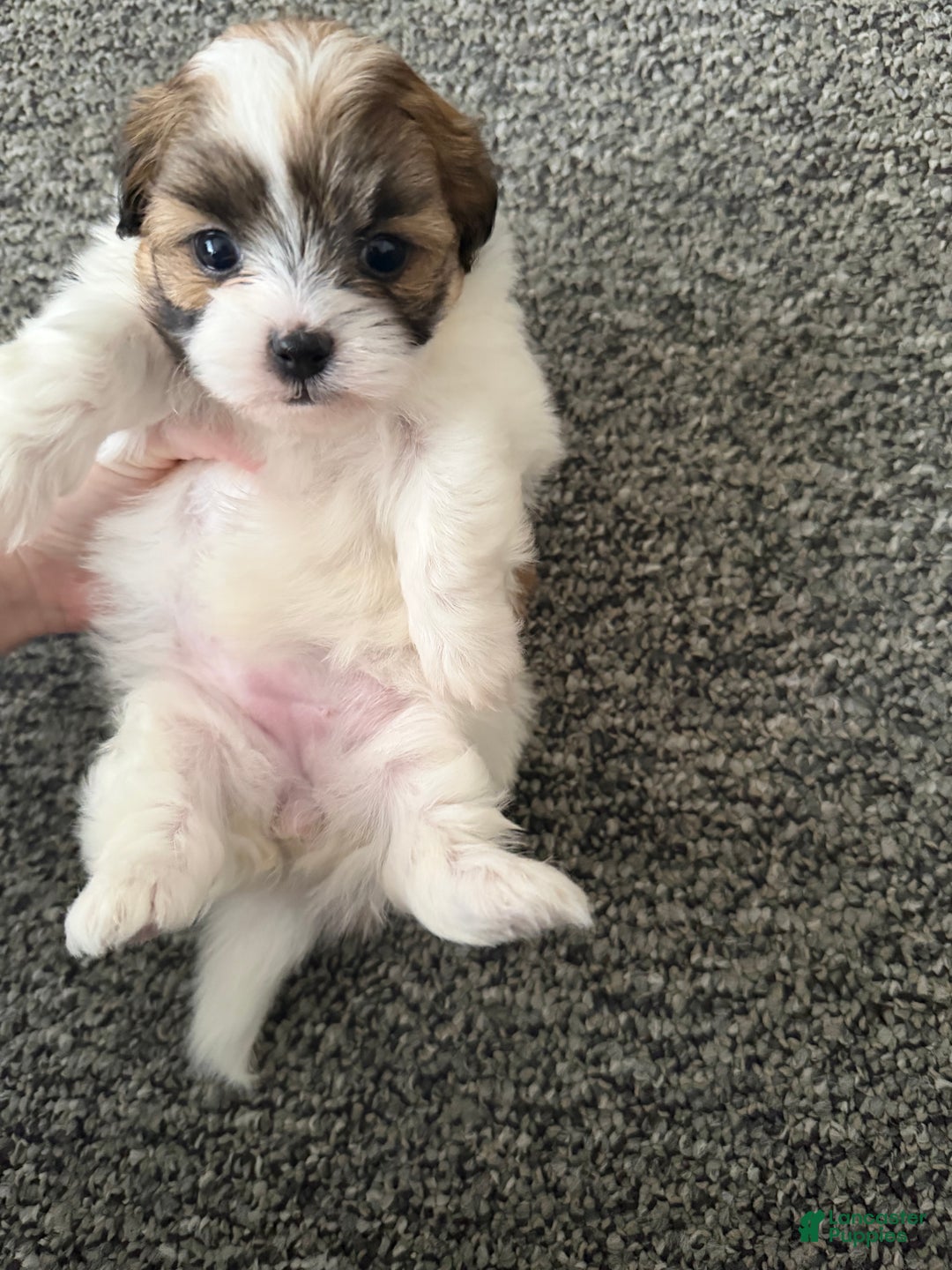 Shihpoo dogs for sale: Shihpoo Puppy 2 - Ad 1