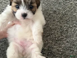 Shihpoo dogs Shihpoo Puppy 2 - Ad 6