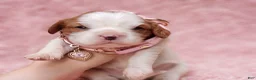 Cavalier King Charles Spaniel dogs for sale: Gracie - Ad 4