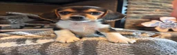 Beagle dogs for sale: Luna - Ad 5
