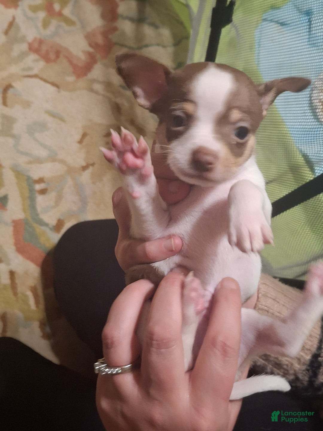 Chihuahua dogs for sale: Chihuahua Puppy 4 - Ad 9