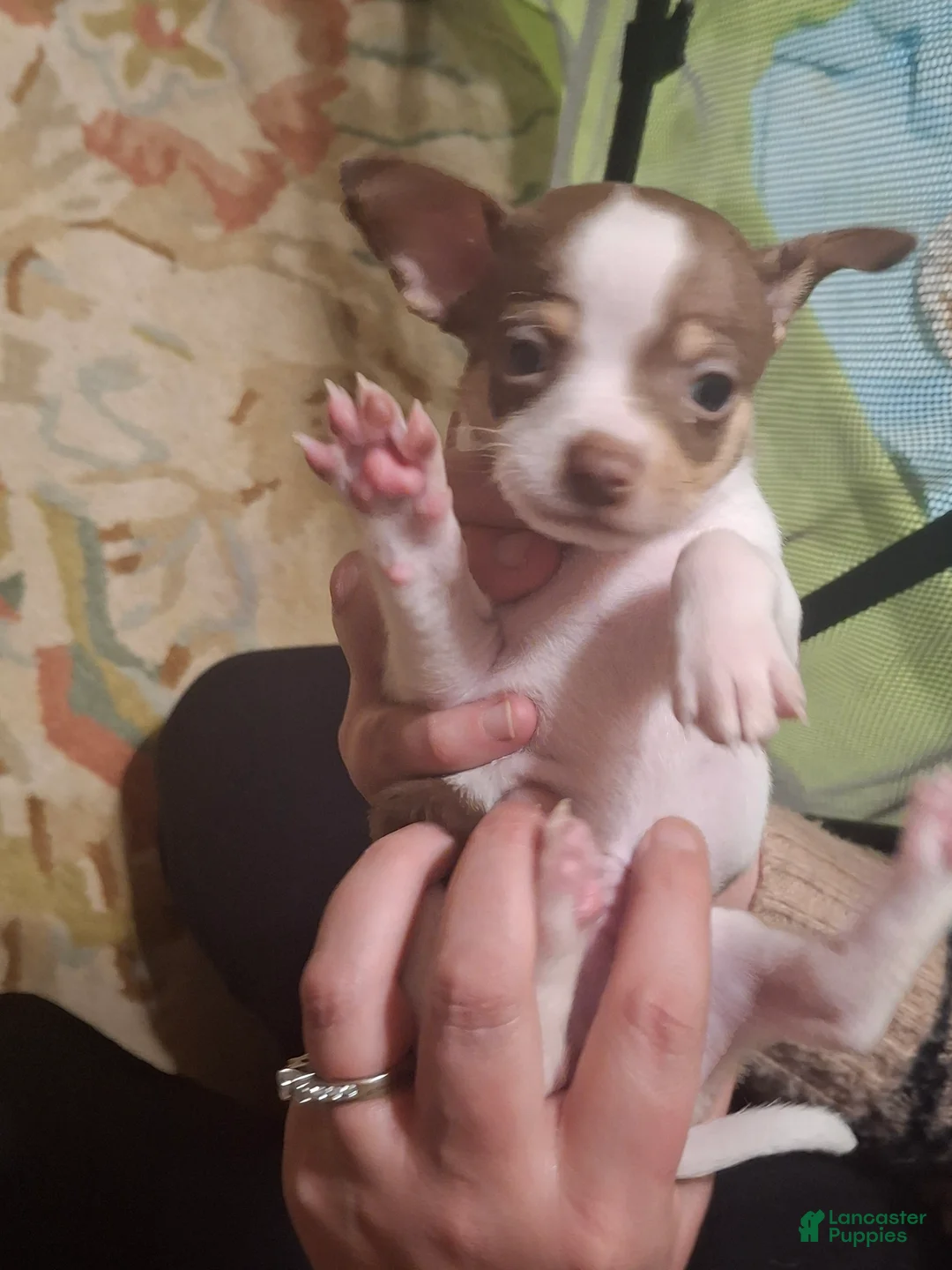 Chihuahua dogs for sale: Chihuahua Puppy 1 - Ad 9