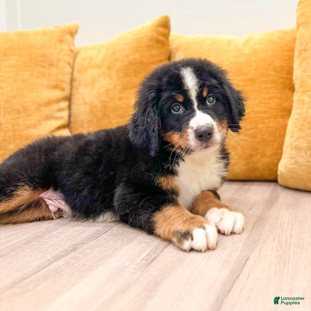Bernese Mountain Dog dogs for sale: Charlie - Ad 2