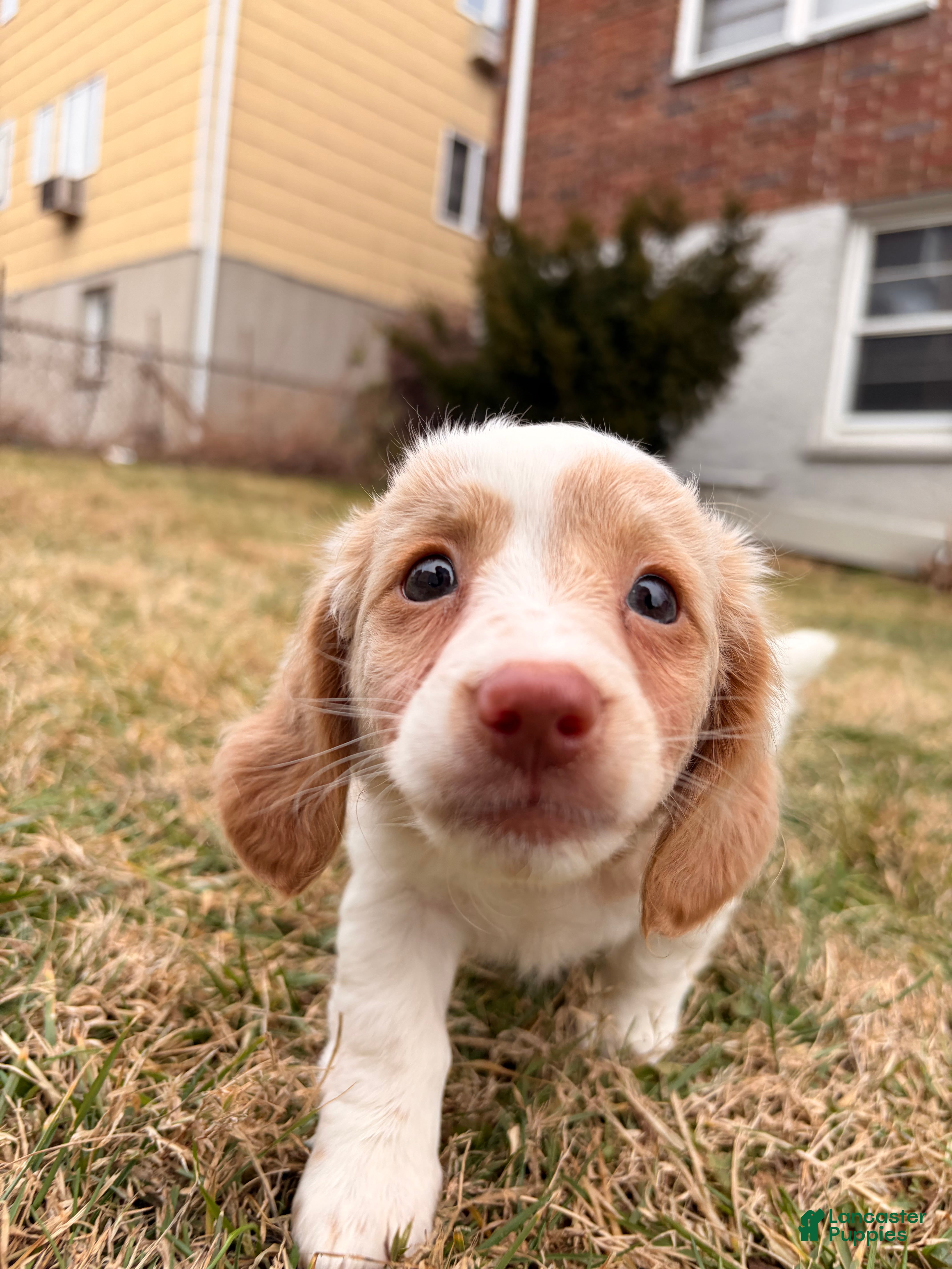 Miniature Dachshund dogs Evee - Ad 1