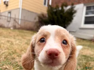 Miniature Dachshund dogs for sale: Evee - Ad 3