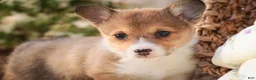 Welsh Corgi Pembroke dogs for sale: Olivia - Ad 4