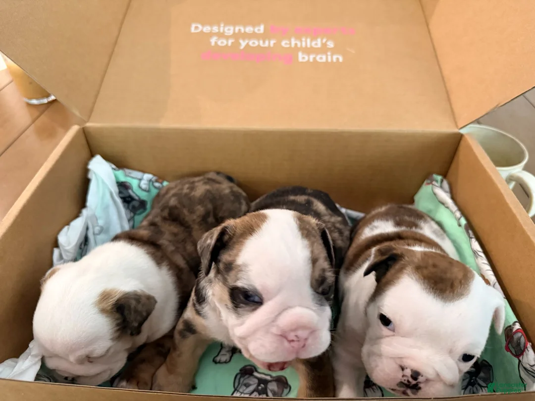 English Bulldog dogs for sale: Chester - Ad 8