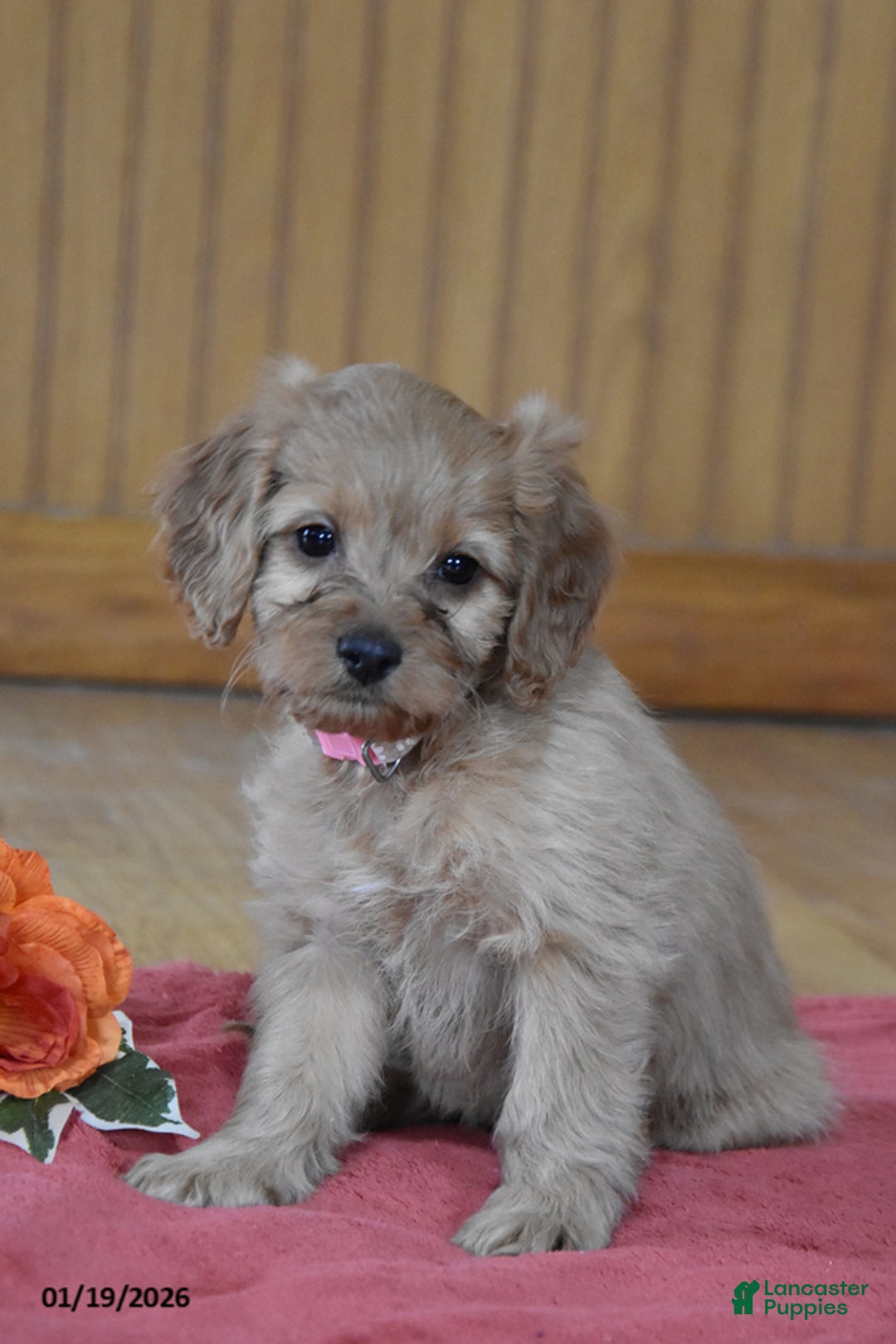 Cockapoo dogs for sale: Polly - Ad 1