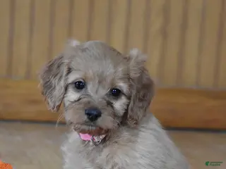 Cockapoo dogs Polly - Ad 31