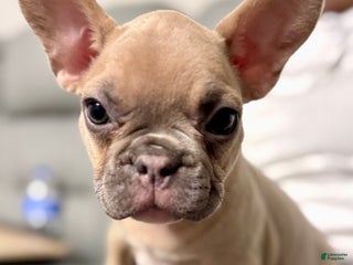 French Bulldog dogs - Ad 17