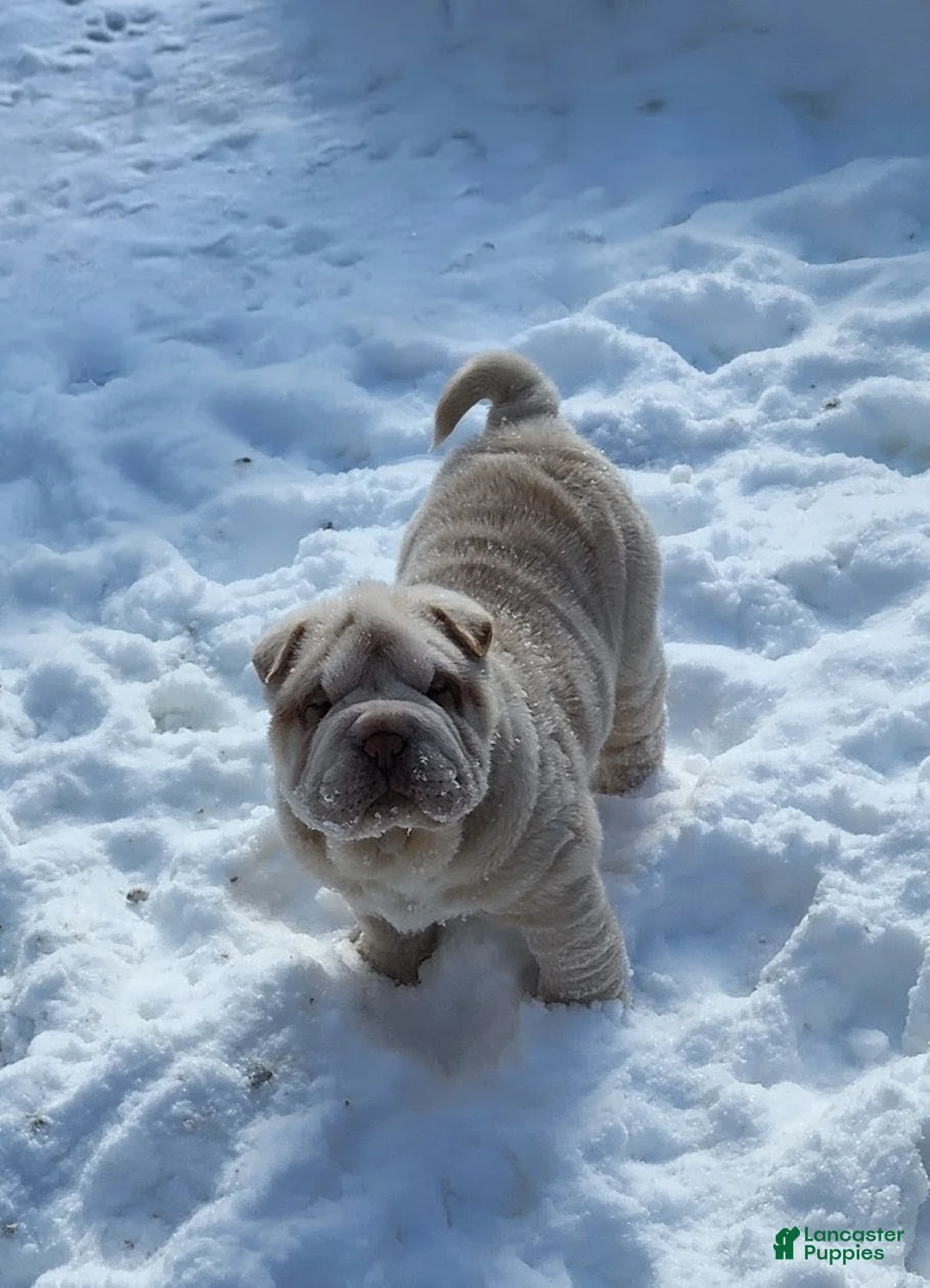 Shar Pei dogs for sale: Blizzard mini - Ad 6