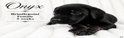 Great Dane dogs for sale: Onxy - Ad 4