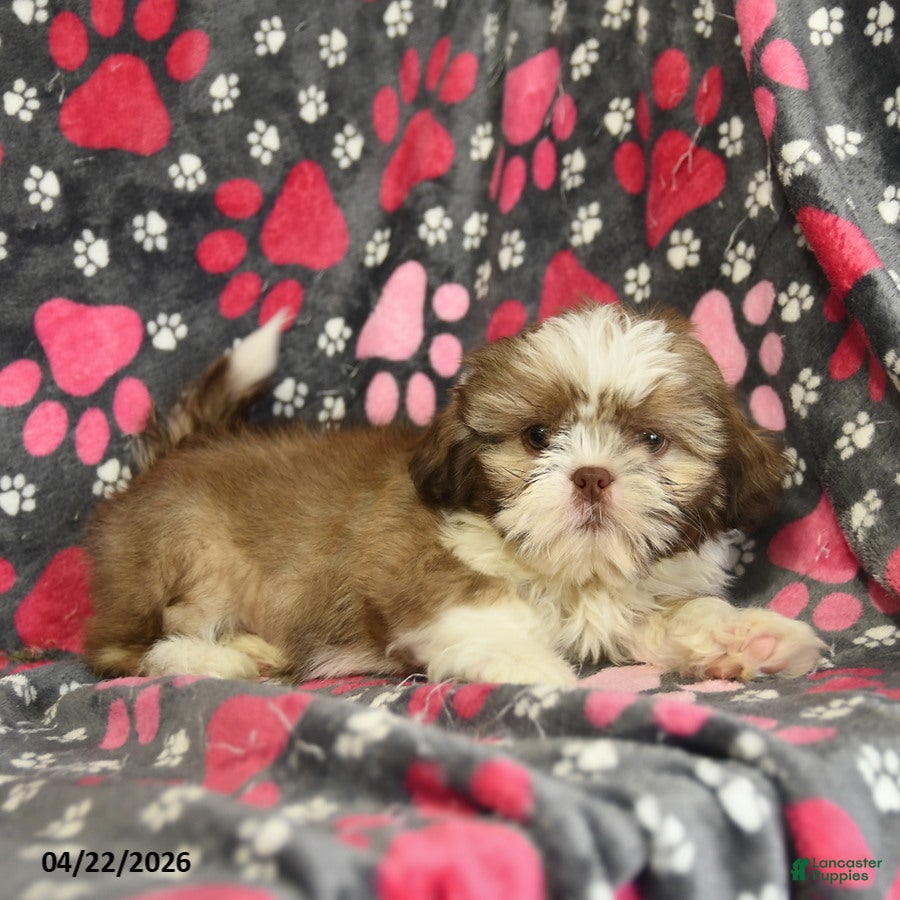 Shih Tzu dogs Forest - Ad 1
