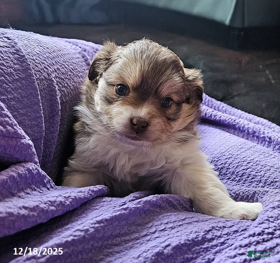 Mixed Breed dogs Molly - Ad 20