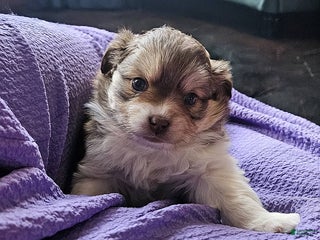 Mixed Breed dogs Molly - Ad 25