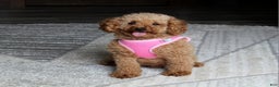 Toy Poodle dogs for sale: Carson - Ad 11