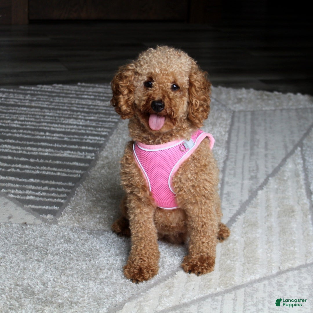 Toy Poodle dogs for sale: Carson - Ad 11