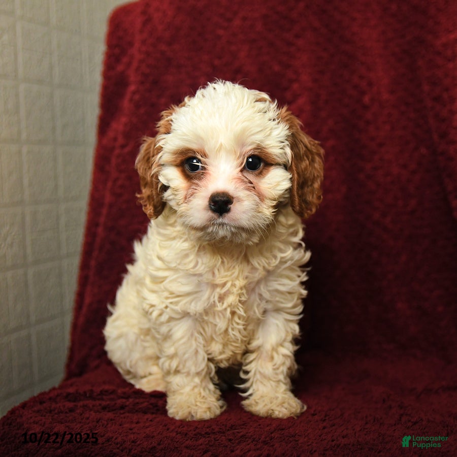 Cavapoo dogs French Fry - Ad 34