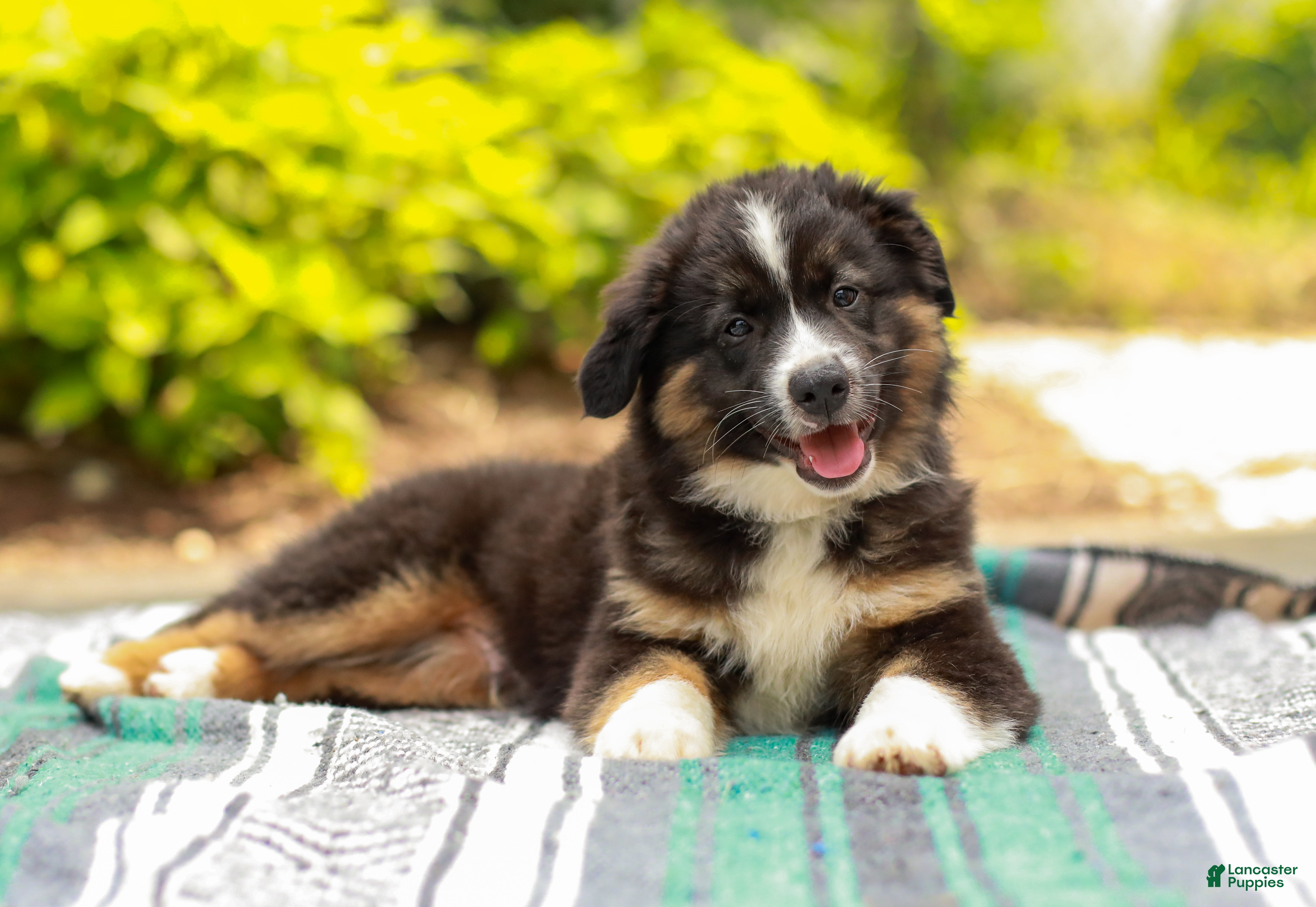 Miniature Australian Shepherd dogs Ranger - Ad 2