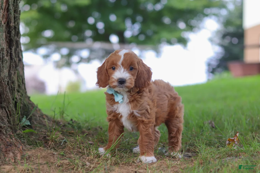 Mini Goldendoodle dogs for sale: Casper - Ad 2