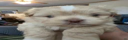 Mixed Breed dogs for sale: Mixed Breed Puppy 1 - Ad 2