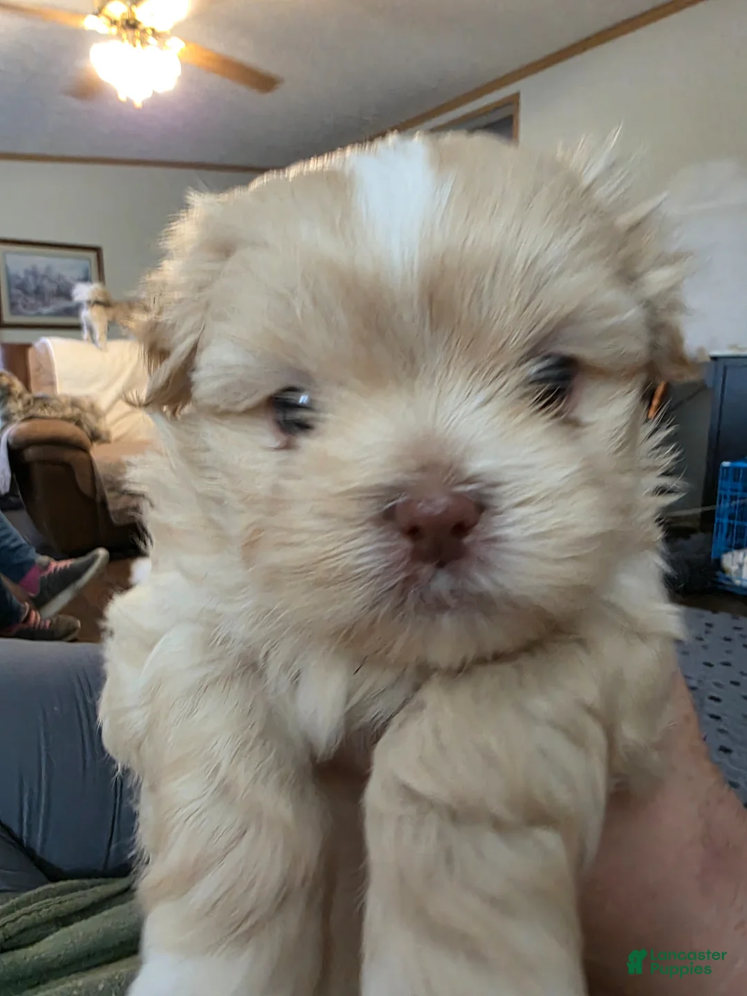 Mixed Breed dogs for sale: Mixed Breed Puppy 1 - Ad 2