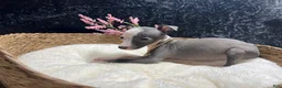 Italian Greyhound dogs for sale: Italian Greyhound 5 - Ad 4