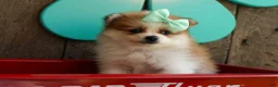 Pomeranian dogs for sale: Frankie 🐶 - Ad 3