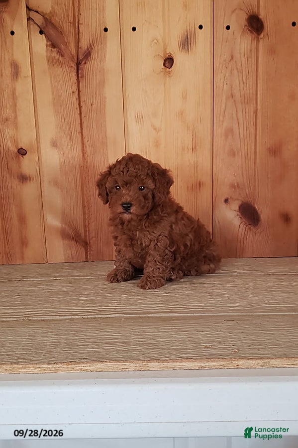 Toy Poodle dogs Prancer - Ad 2
