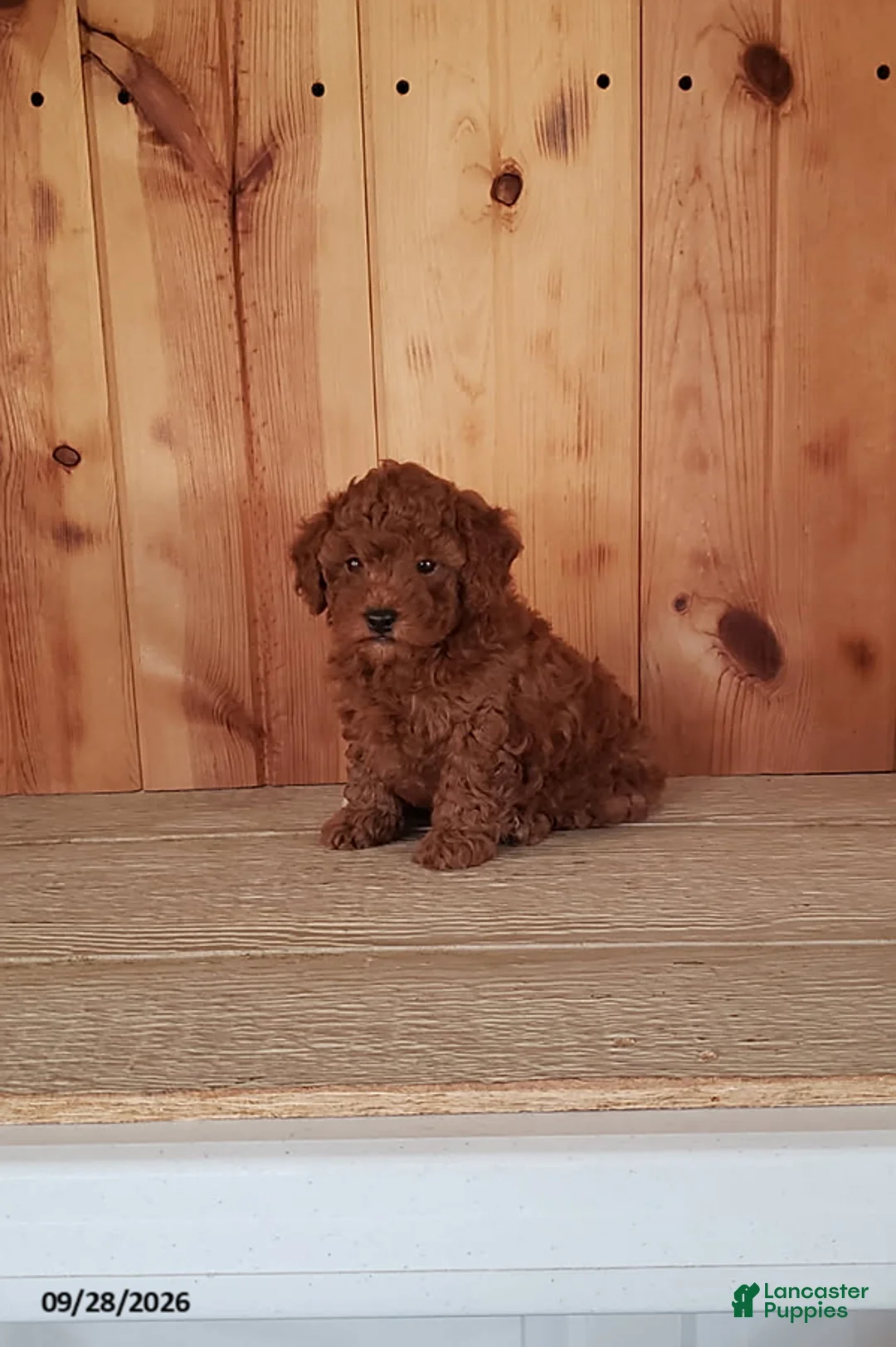 Toy Poodle dogs for sale: Prancer - Ad 2