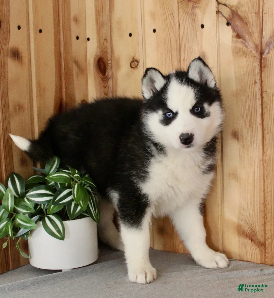 Siberian Husky dogs for sale: Violet - Ad 5