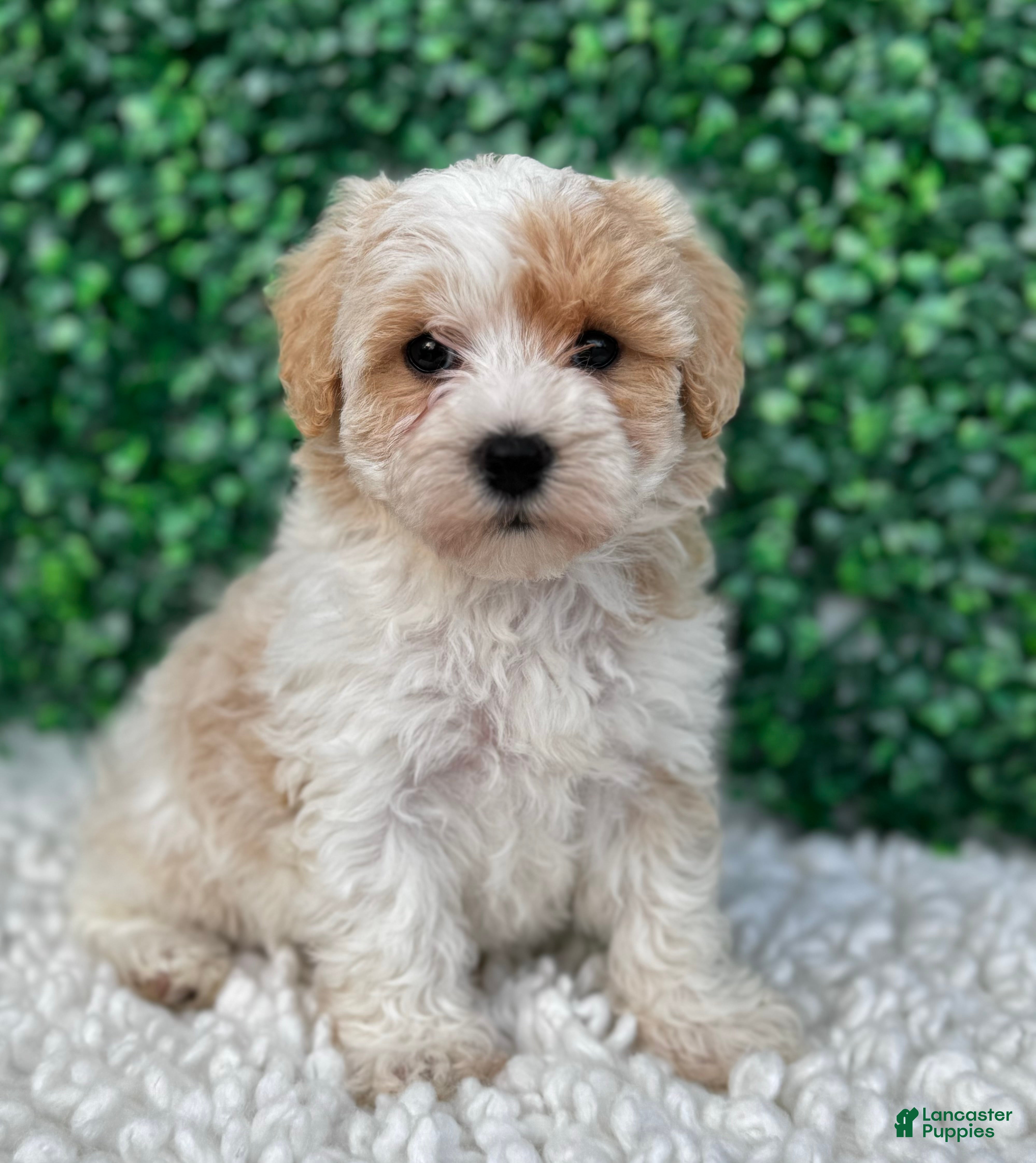 Maltipoo dogs Teddy  - Ad 2
