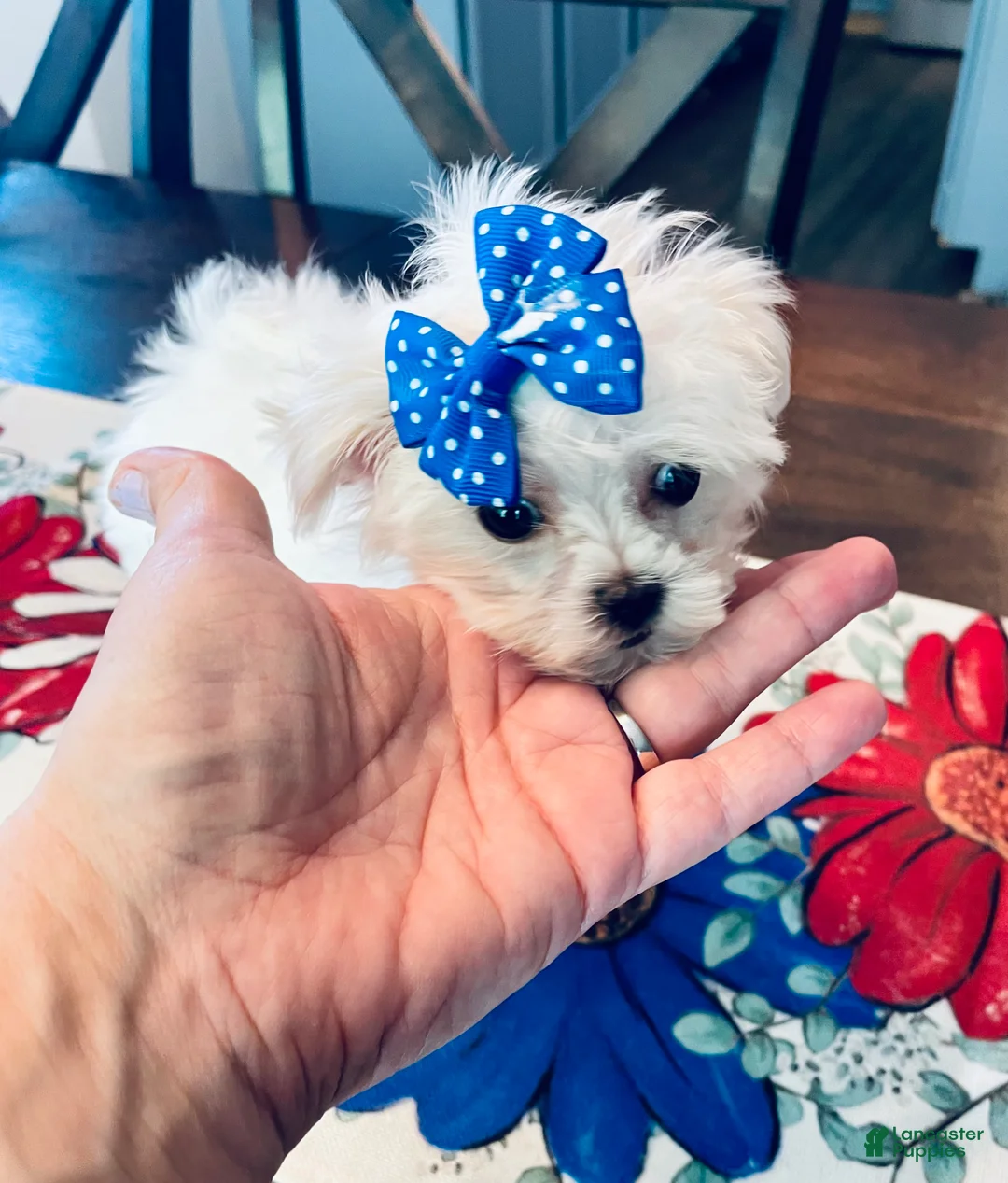 Maltese dogs for sale: Teacup Lily - Ad 2
