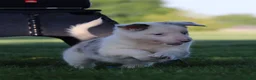 Border Collie dogs for sale: Canyon - Ad 1