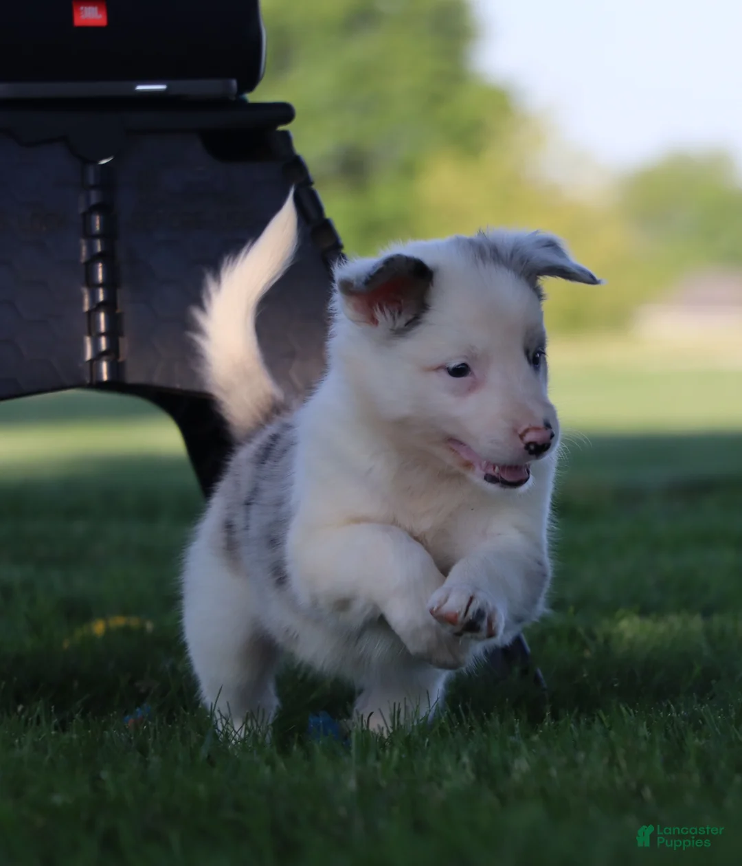Border Collie dogs for sale: Canyon - Ad 1